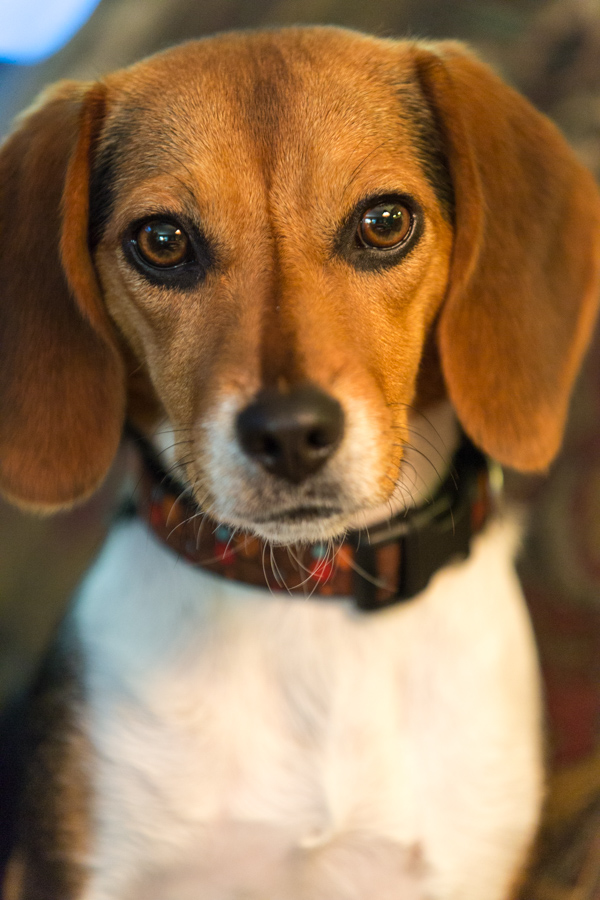 Beagle in Columbus, Georgia