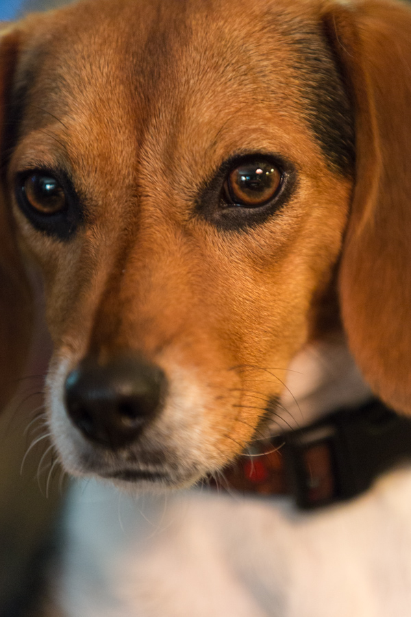 Beagle Portrait  in Columbus, Georgia