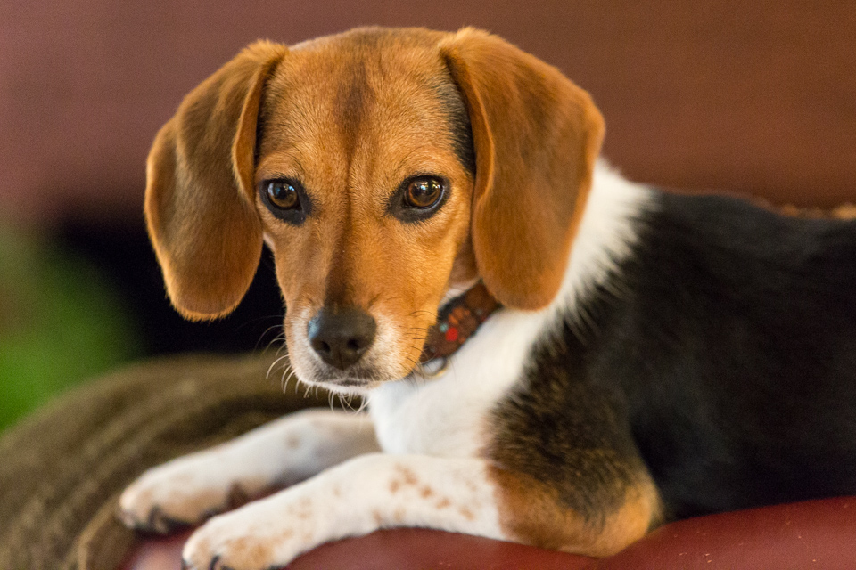 Little Beagle in Columbus, Georgia