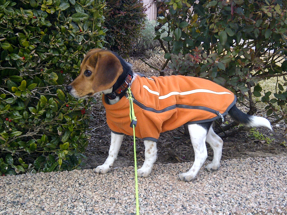 Pup in Fleece  in Austin, Texas
