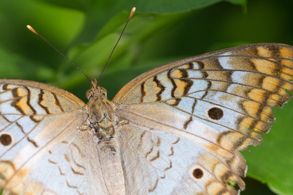 Wing Eyes in Scottsdale, Arizona