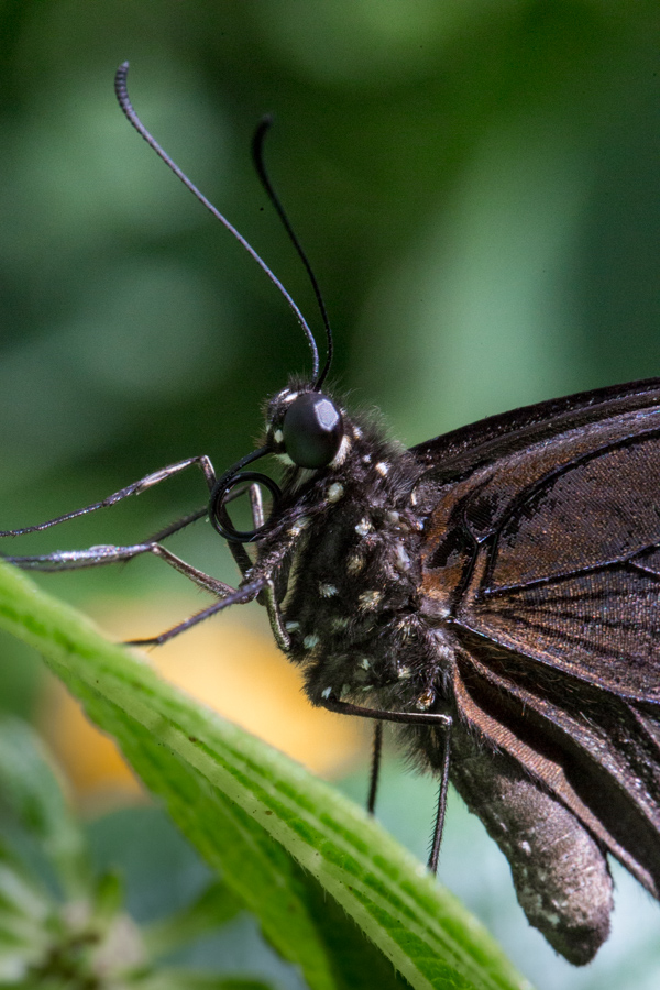 Glass Eyes in Scottsdale, Arizona