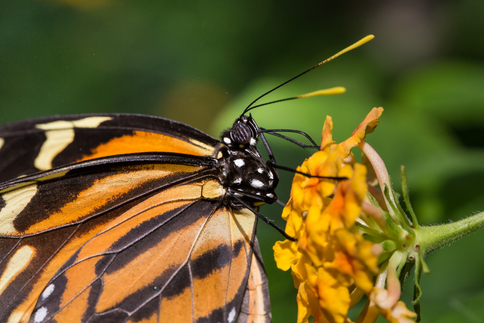 Striped Eyes in Scottsdale, Arizona