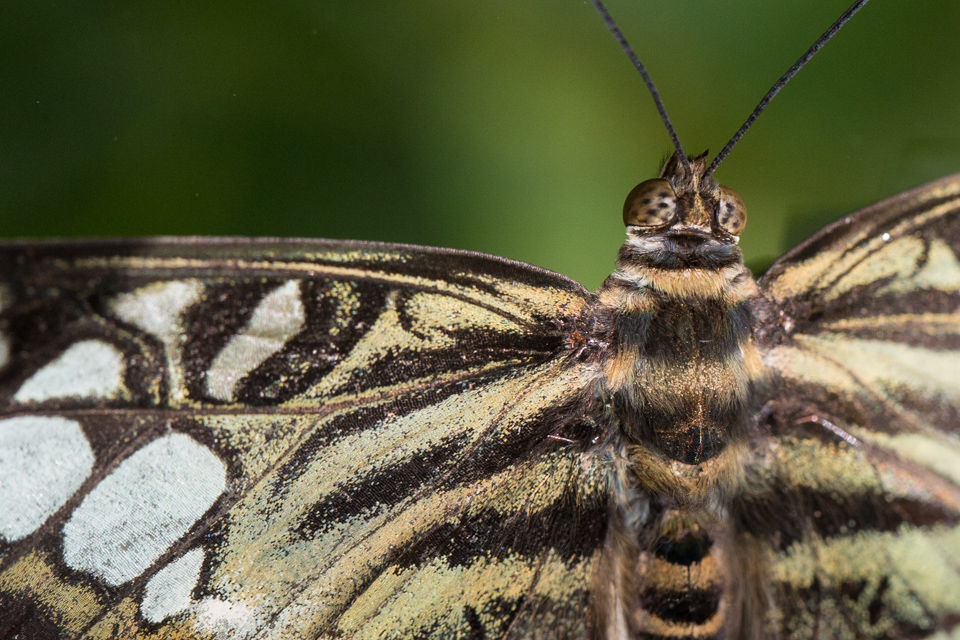 Butterfly in Scottsdale, Arizona