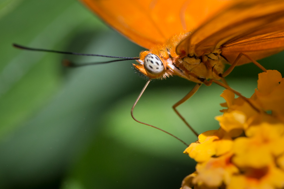 Butterfly Eating in Scottsdale, Arizona