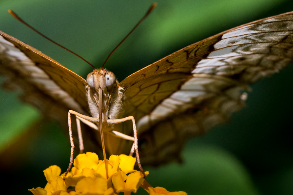 Front of Butterfly in Scottsdale, Arizona