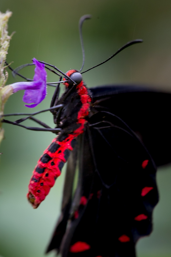 Butterfly Monster in Scottsdale, Arizona