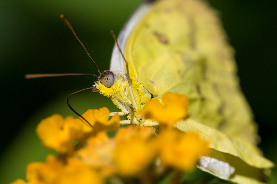 Yellow Butterfly in Scottsdale, Arizona