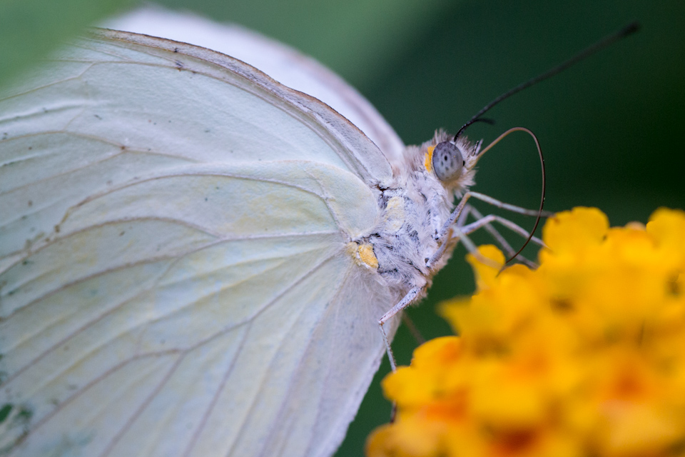 White Eyes in Scottsdale, Arizona