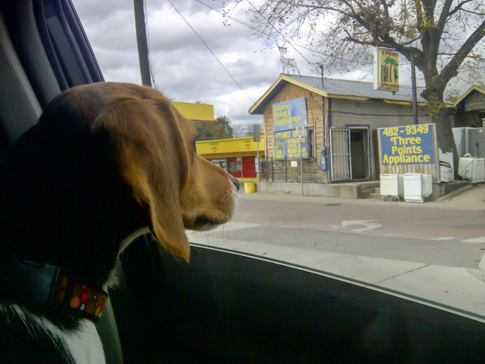 Beagle in a Taxi in Austin, Texas