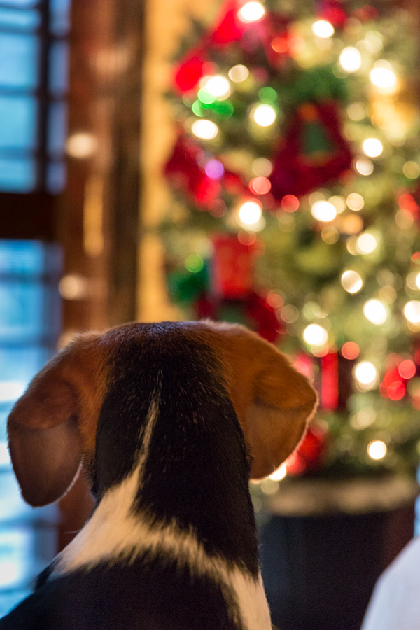 Christmas Beagle in Hawkinsville, Georgia