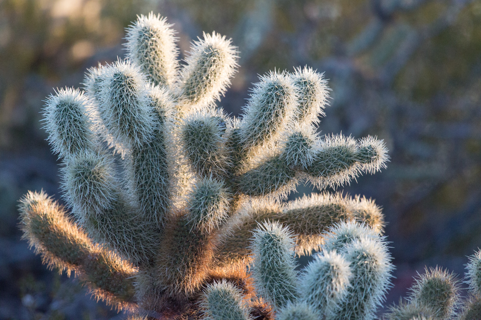 Cholla In Sun in Phoenix, Arizona